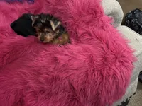 Mattie, a female Yorkshire Terrier for sale in Dover, AR – 3 of 4