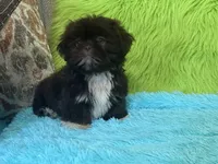 Hank, a male Shih Tzu for sale in Dover, AR – 7 of 8