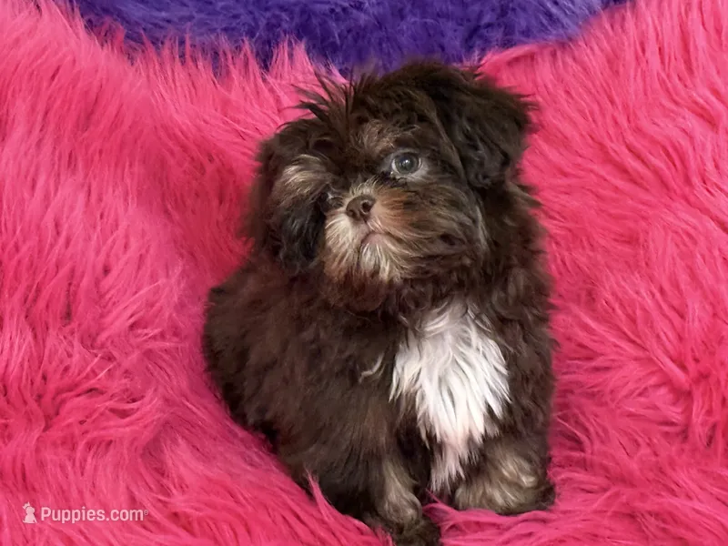Lil precious  – Shih Tzu puppy for sale in Dover, AR