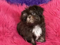 Lil precious , a female Shih Tzu for sale in Dover, AR – 6 of 8