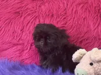 Jewel, a female Shih Tzu for sale in Dover, AR – 6 of 8