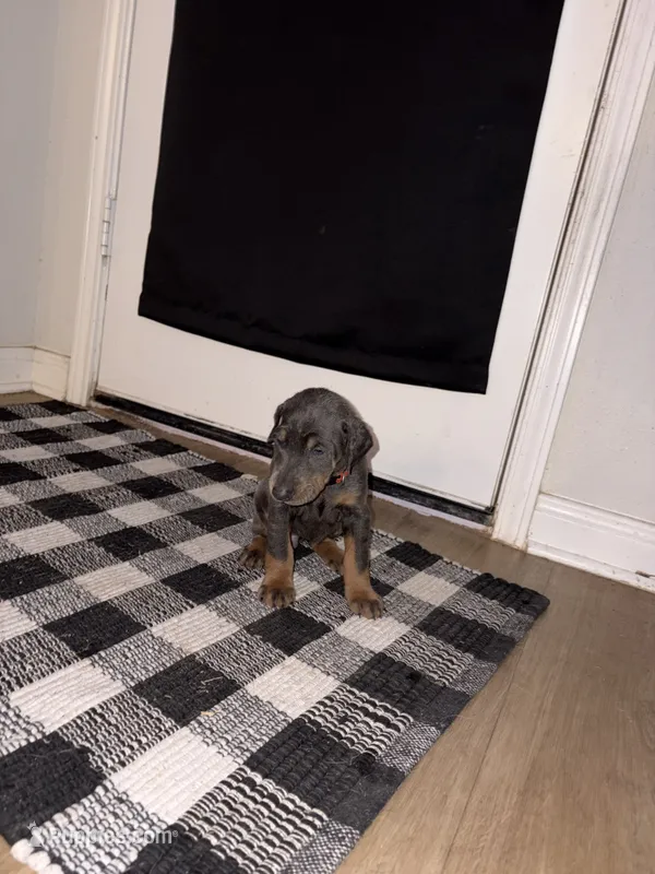 Juniper - Pink Collar  – Doberman Pinscher puppy for sale in Bryan, TX