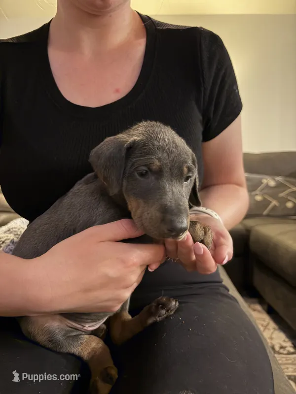 Mars - Red Collar  – Doberman Pinscher puppy for sale in Bryan, TX