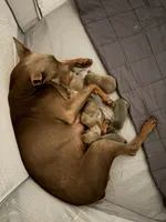 Venus - Purple Collar , a female Doberman Pinscher for sale in Bryan, TX – 4 of 6