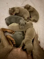 Juniper - Pink Collar , a female Doberman Pinscher for sale in Bryan, TX – 4 of 6