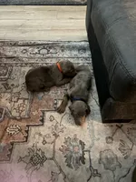 Neptune - Blue Collar , a male Doberman Pinscher for sale in Bryan, TX – 3 of 8