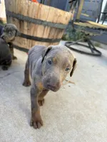Sunny Yellow Collar, a female Doberman Pinscher for sale in Bryan, TX – 3 of 4
