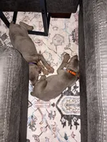 Venus - Purple Collar , a female Doberman Pinscher for sale in Bryan, TX – 3 of 6