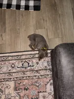 Sunny Yellow Collar, a female Doberman Pinscher for sale in Bryan, TX – 2 of 4