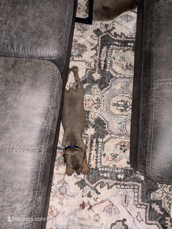 Neptune - Blue Collar  – Doberman Pinscher puppy for sale in Bryan, TX