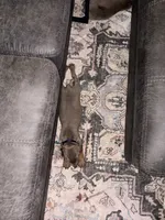 Neptune - Blue Collar , a male Doberman Pinscher for sale in Bryan, TX – 1 of 8