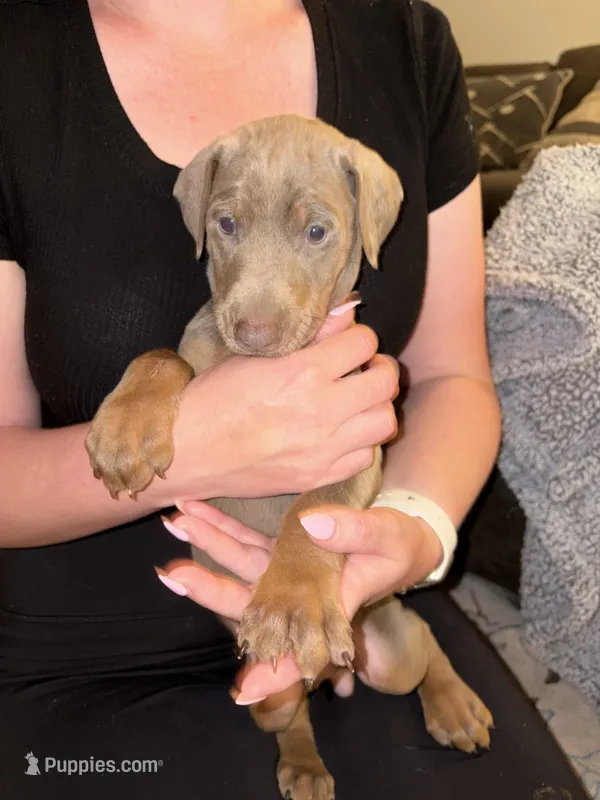 Sunny Yellow Collar – Doberman Pinscher puppy for sale in Bryan, TX