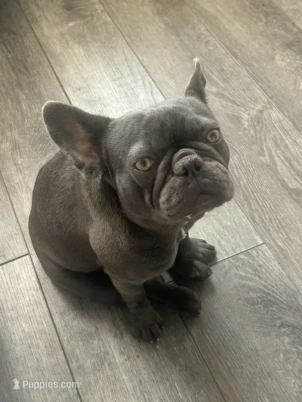 storie – French Bulldog puppy for sale in Lancaster, CA