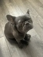 storie, a female French Bulldog for sale in Lancaster, CA – 1 of 2