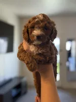 Teddie, a male Cavapoo for sale in Litchfield Park, AZ – Photo 4 of 5