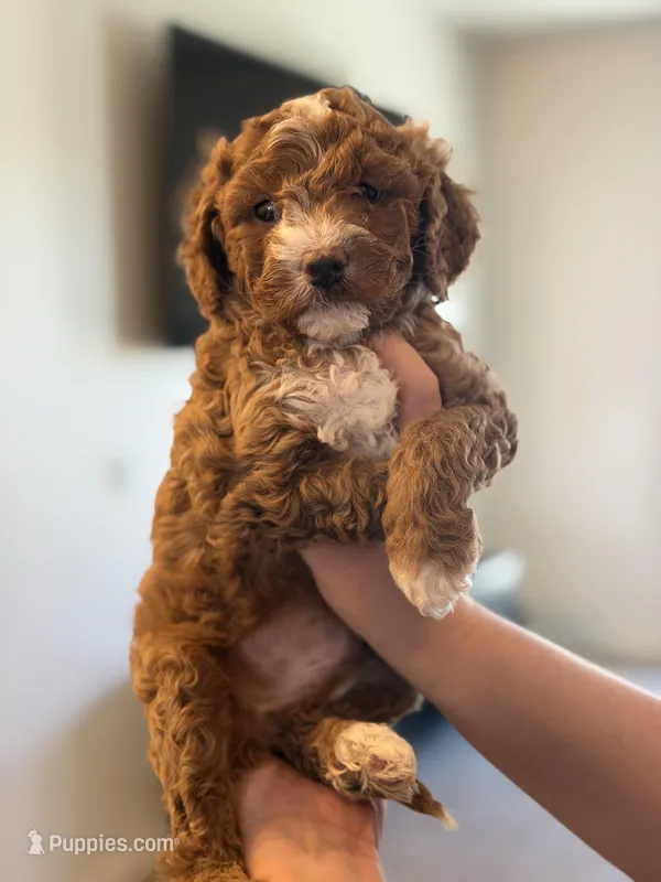 Teddie – Cavapoo puppy for sale in Litchfield Park, AZ