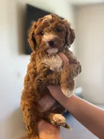 Teddie, a male Cavapoo for sale in Litchfield Park, AZ – Photo 1 of 5