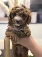 Teddie, a male Cavapoo for sale in Litchfield Park, AZ – Photo 5 of 5