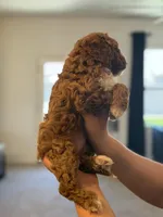 Teddie, a male Cavapoo for sale in Litchfield Park, AZ – Photo 3 of 5