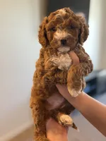 Teddie, a male Cavapoo for sale in Litchfield Park, AZ – Photo 2 of 5