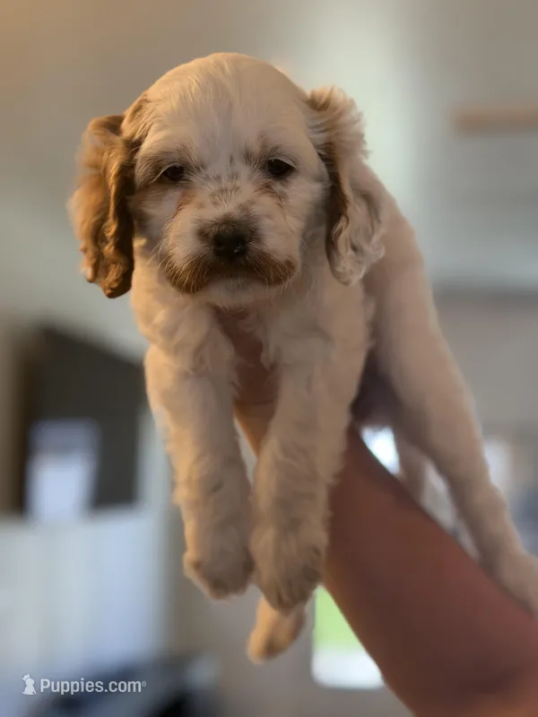 Abbie – Cavapoo puppy for sale in Litchfield Park, AZ