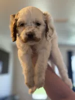 Abbie, a female Cavapoo for sale in Litchfield Park, AZ – Photo 5 of 5