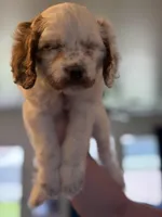 Abbie, a female Cavapoo for sale in Litchfield Park, AZ – Photo 4 of 5