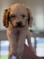 Abbie, a female Cavapoo for sale in Litchfield Park, AZ – Photo 3 of 5