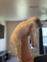 Abbie, a female Cavapoo for sale in Litchfield Park, AZ – Photo 2 of 5