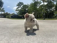 Holly, a female French Bulldog for sale in Palm Beach Gardens, FL – 4 of 5