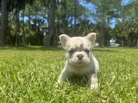 Hershel, a male French Bulldog for sale in Palm Beach Gardens, FL – 3 of 6