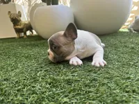 Winston, a male French Bulldog for sale in Palm Beach Gardens, FL – 2 of 4