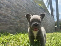 Holiday, a female French Bulldog for sale in Palm Beach Gardens, FL – 3 of 6