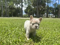 Hope, a male French Bulldog for sale in Palm Beach Gardens, FL – 4 of 4