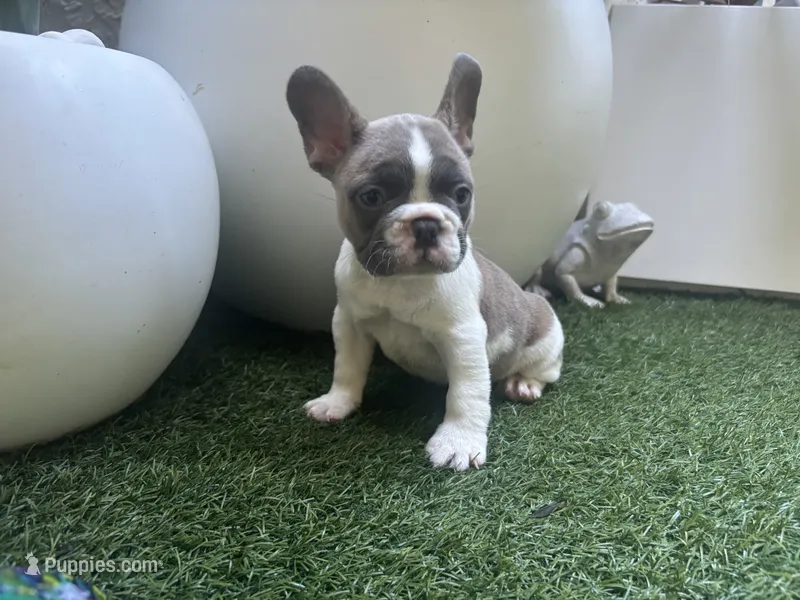 Winston – French Bulldog puppy for sale in Palm Beach Gardens, FL