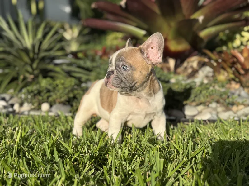 Romeo – French Bulldog puppy for sale in Palm Beach Gardens, FL