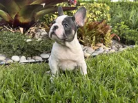 Saint, a male French Bulldog for sale in Palm Beach Gardens, FL – 2 of 6