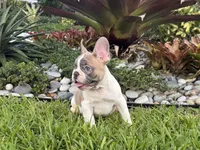 Winston, a male French Bulldog for sale in Palm Beach Gardens, FL – 4 of 4