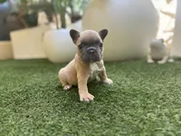Holly, a male French Bulldog for sale in Palm Beach Gardens, FL – 3 of 3