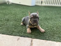 Bell, a female French Bulldog for sale in Palm Beach Gardens, FL – 1 of 4