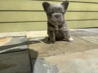 Hero, a male French Bulldog for sale in Palm Beach Gardens, FL – 3 of 5
