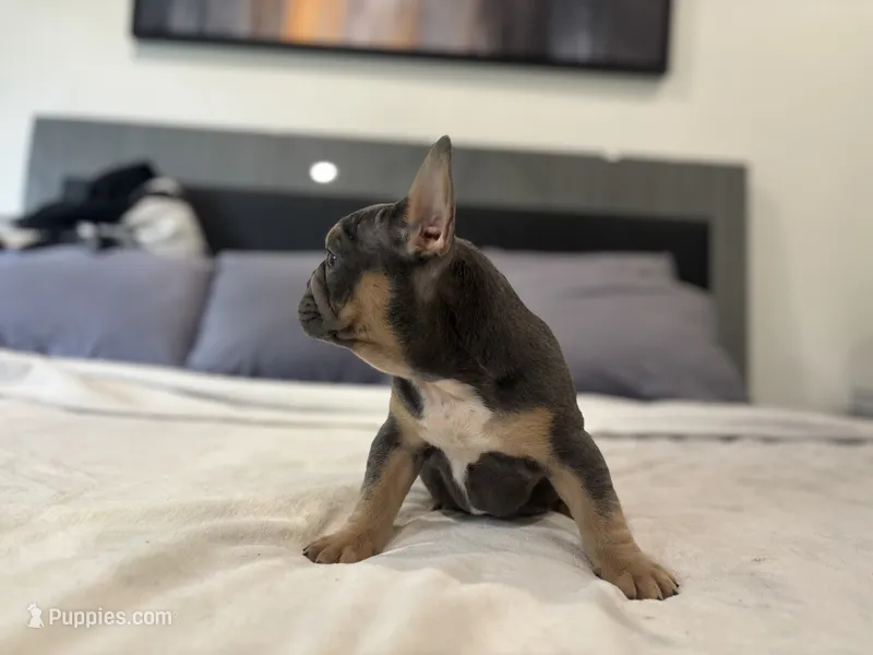 Ace – French Bulldog puppy for sale in Palm Beach Gardens, FL