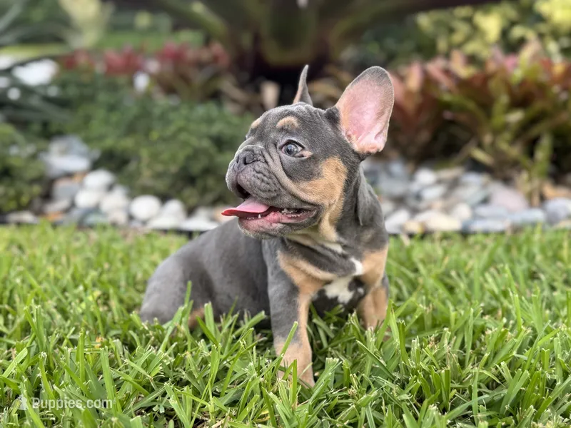 Bell – French Bulldog puppy for sale in Palm Beach Gardens, FL