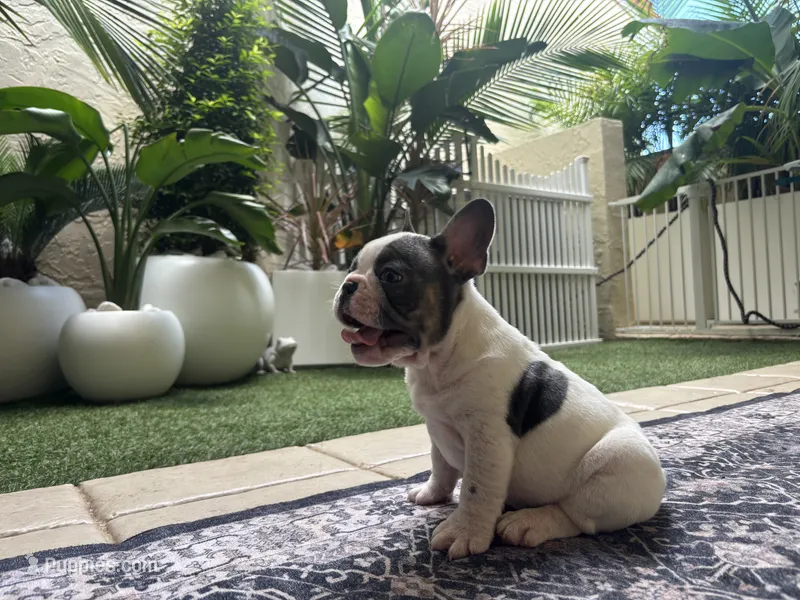 Saint – French Bulldog puppy for sale in Palm Beach Gardens, FL
