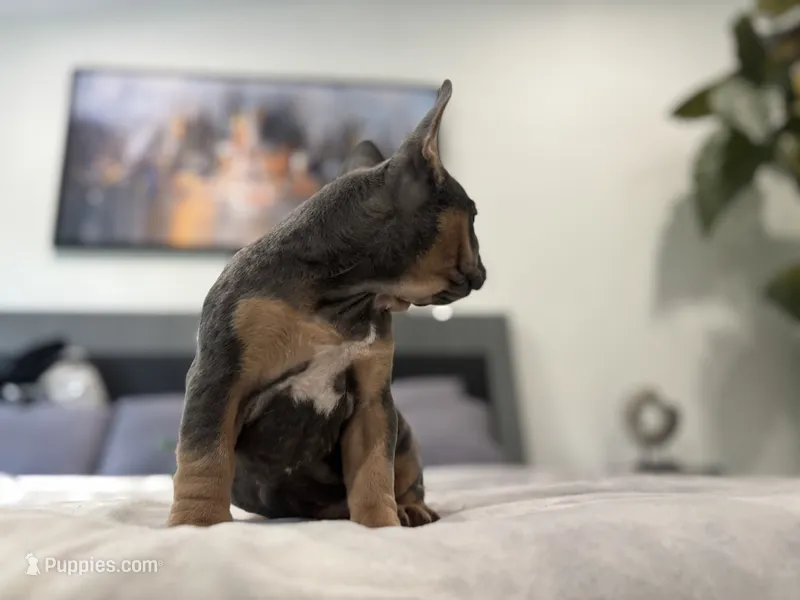 Bell – French Bulldog puppy for sale in Palm Beach Gardens, FL