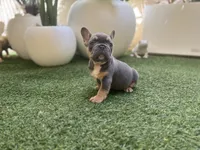 Ace, a male French Bulldog for sale in Palm Beach Gardens, FL – 2 of 4