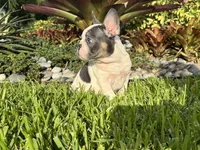 Saint, a male French Bulldog for sale in Palm Beach Gardens, FL – 4 of 6