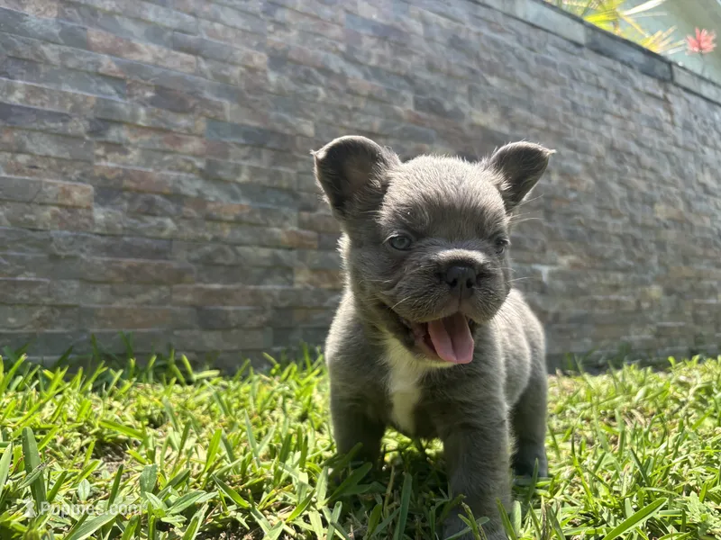 Holiday – French Bulldog puppy for sale in Palm Beach Gardens, FL