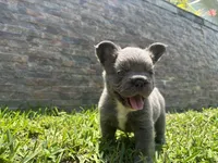 Holiday, a female French Bulldog for sale in Palm Beach Gardens, FL – 1 of 6
