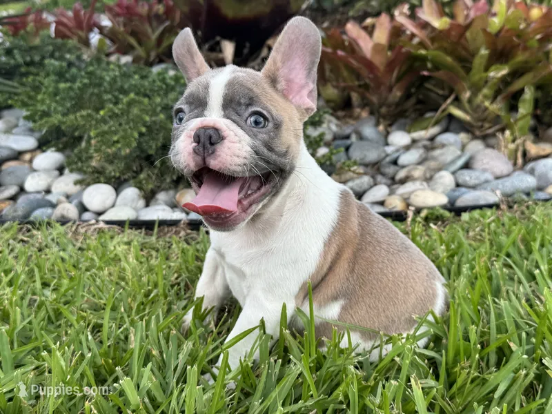 Winston – French Bulldog puppy for sale in Palm Beach Gardens, FL